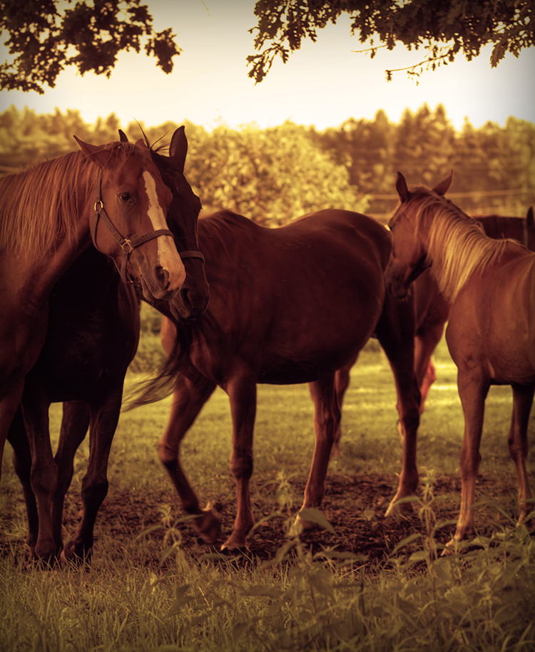 Chestnut Brown Hardie Siding