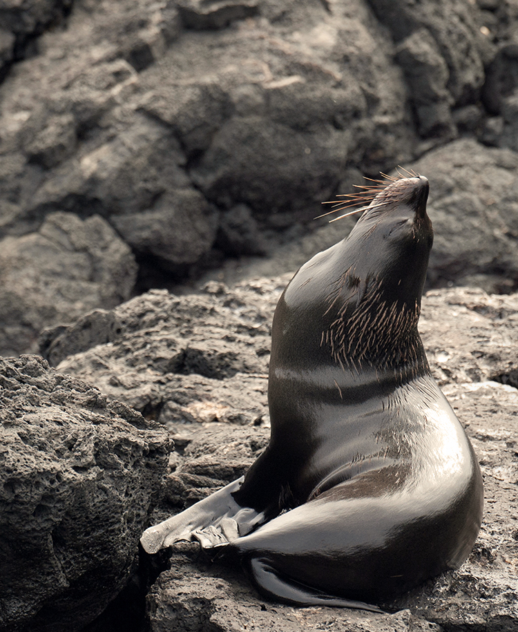 Monterey Taupe Hardie Siding
