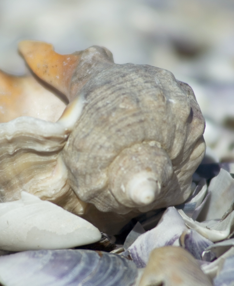 Pearl Gray Siding in Chattanooga