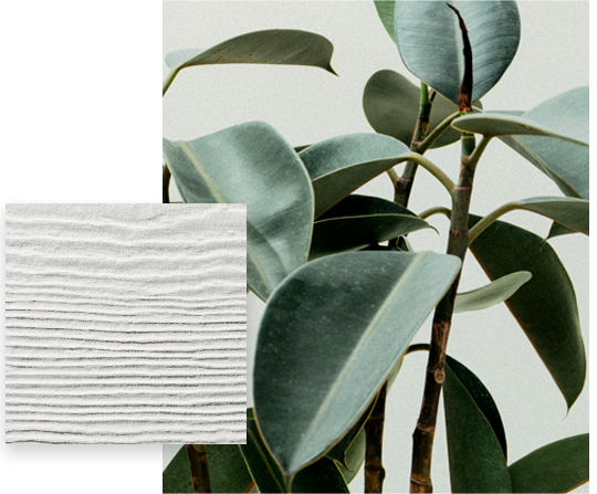 ornamental indoor plant