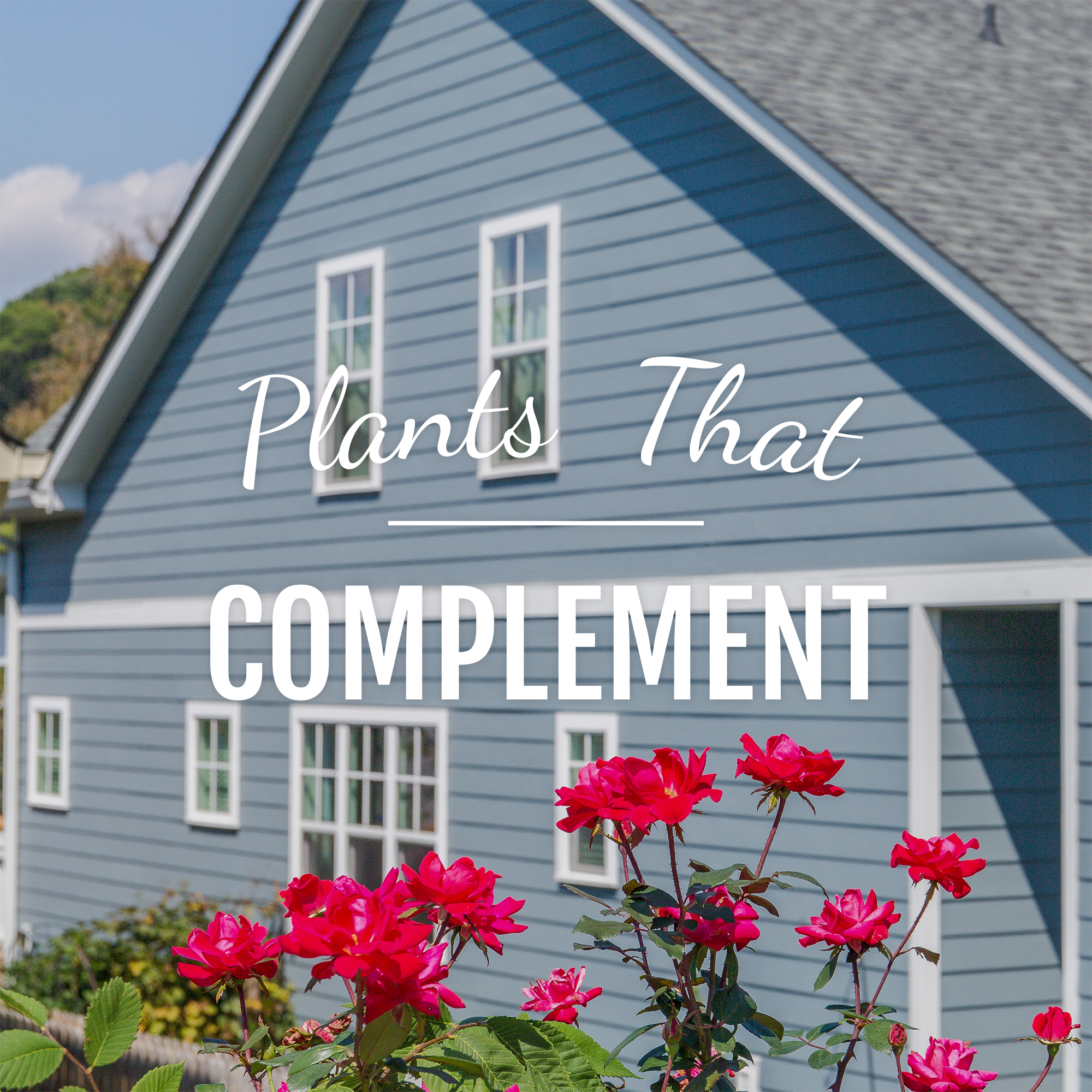 complementary plant color design